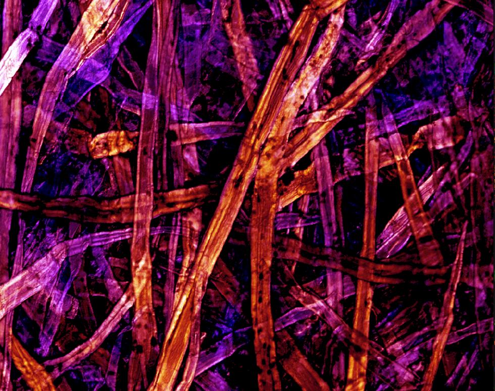 Orange Paper - Rachel Card